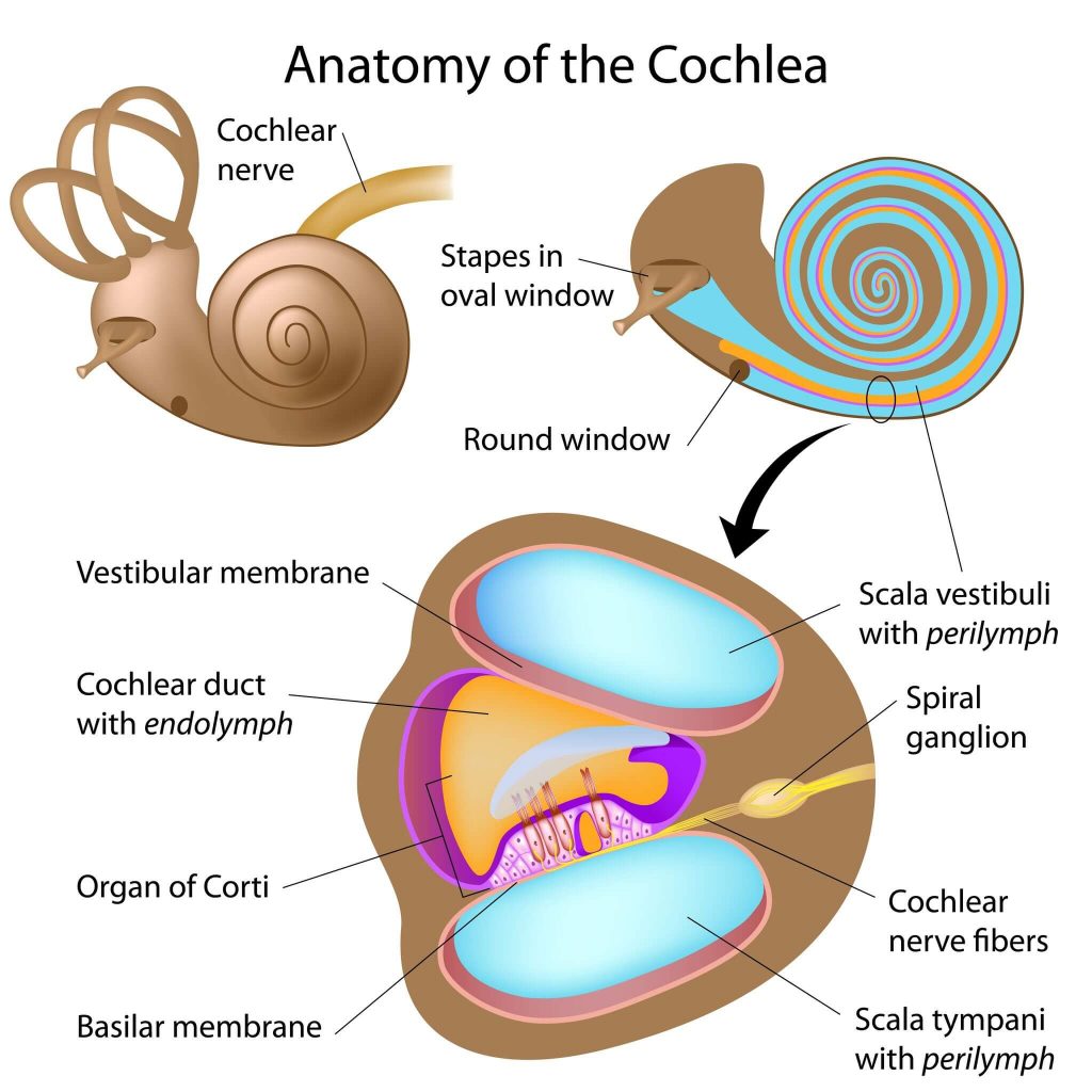 蝸牛の解剖図
